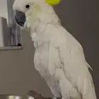 ببغاء كوكاتو سيلفر كريستيد