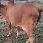بقره