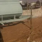 تانكي مويه نضيف