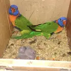 فرخ لوري رد