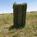 الجوف بسيطى