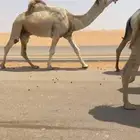 بعير رماني كفوو