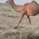 بكرتين مقنوي