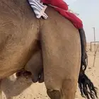 خلفه