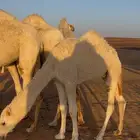 اللبيع قصب شرط حليب وبرسيم