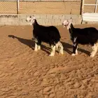 رخال نجد خصم للبيع
