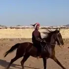 حصان شعبي للبيع التواصل