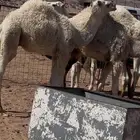 قعدان للبيع