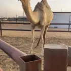 باتليه لقيه شقحا جدها الحاكم بن قريع