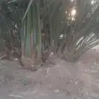 صني عجوه للبيع