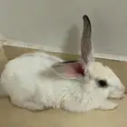 أر نب ضايع