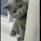 للتبني سكوتش