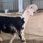 جذع نجدي نادر للبيع وشرط النسف