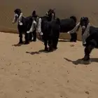 عرض بيع جفرات عوارض وتيس