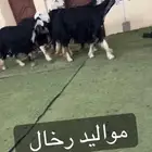 رخال نجد مواليد
