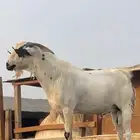 فحل بيشي حار جدا