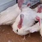 ديك رومي لبيع