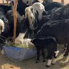 غنم نجد منابيع ودفيع