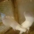 حمام نفاخ نرويجي