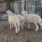 3 طليان حري شحم ( تم البيع )