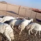 مطلوب حريات اسعارها من600وتحت طرد