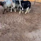 شياه نجد صنف