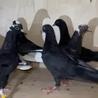 طبات حمام قطايف مميزة