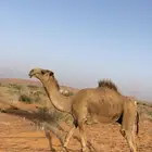 قعود جذع أشعل باتلي ابوه حاكم بن قريع الاصفر
