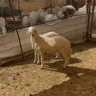 نوفر ذبائح ضيافة وعقيقة وثلاجة و كشتات