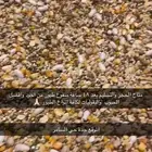 منقوع لكل انواع الطيور من افضل الخلطات