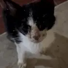 قط كتن محتاج إنقاذ ضروري الان الي يقدر يساعده