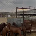 عنقان اوجفار حص دهم