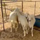 هرافى حريات طيبه فل فل