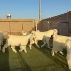 جفار مشاريك مصري نوادر