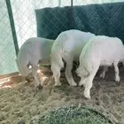 ثلاثه خرفان بلديات فل الفل