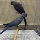 جوز دره فايلوت