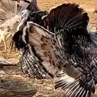 3ديك رومي بحلة صحية ممتازة جدا  جاهزة لتزاوج العمر 11شهر ا