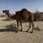 قعود مفرود