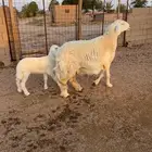 حرية تحتها رخل تم البيع
