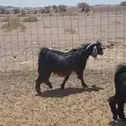 تيوس ثنيان للبيع(مقفلات شحم يصلحن ذبح وفحول ماجاتهن ابر نظاف