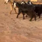 جفار عوارض طيبه