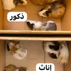 4 أزواج وبرية كبار وبالغين جميلة