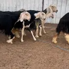 شياة منوة القناي