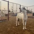 تيس بيشي ابرص نوادر البيشي