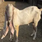 للبيع تيس هولندي
