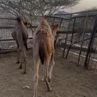 قعدان