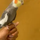طائر كروان احد عيونه عوراء للبيع او البدل