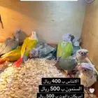 فروخ كنيور الوان مختلفه وجميله