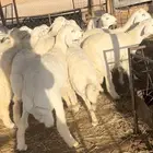 حريات جبرة للمناسبات