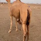 ناقة خلفة معها بكرة توها ثنية